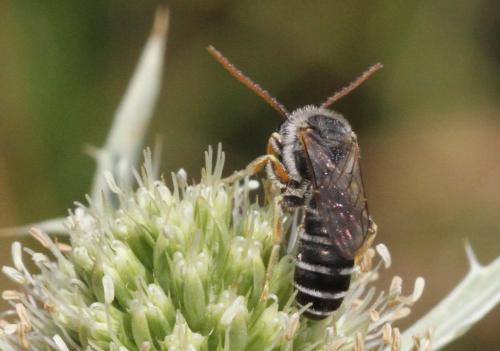 Réf. 223 403 : Halictus compressus